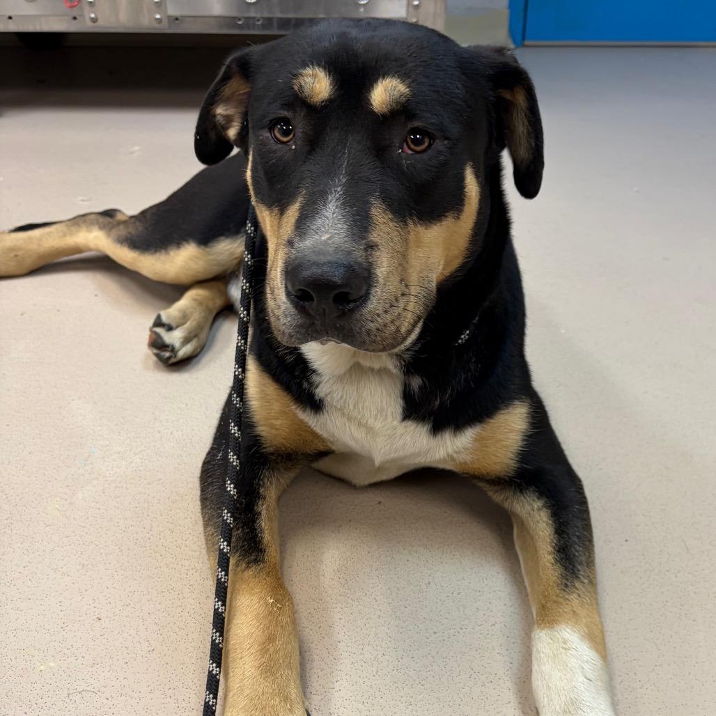 Enlarge Air, a Adoptable Mixed Breed in Vineland, NJ image 1/4