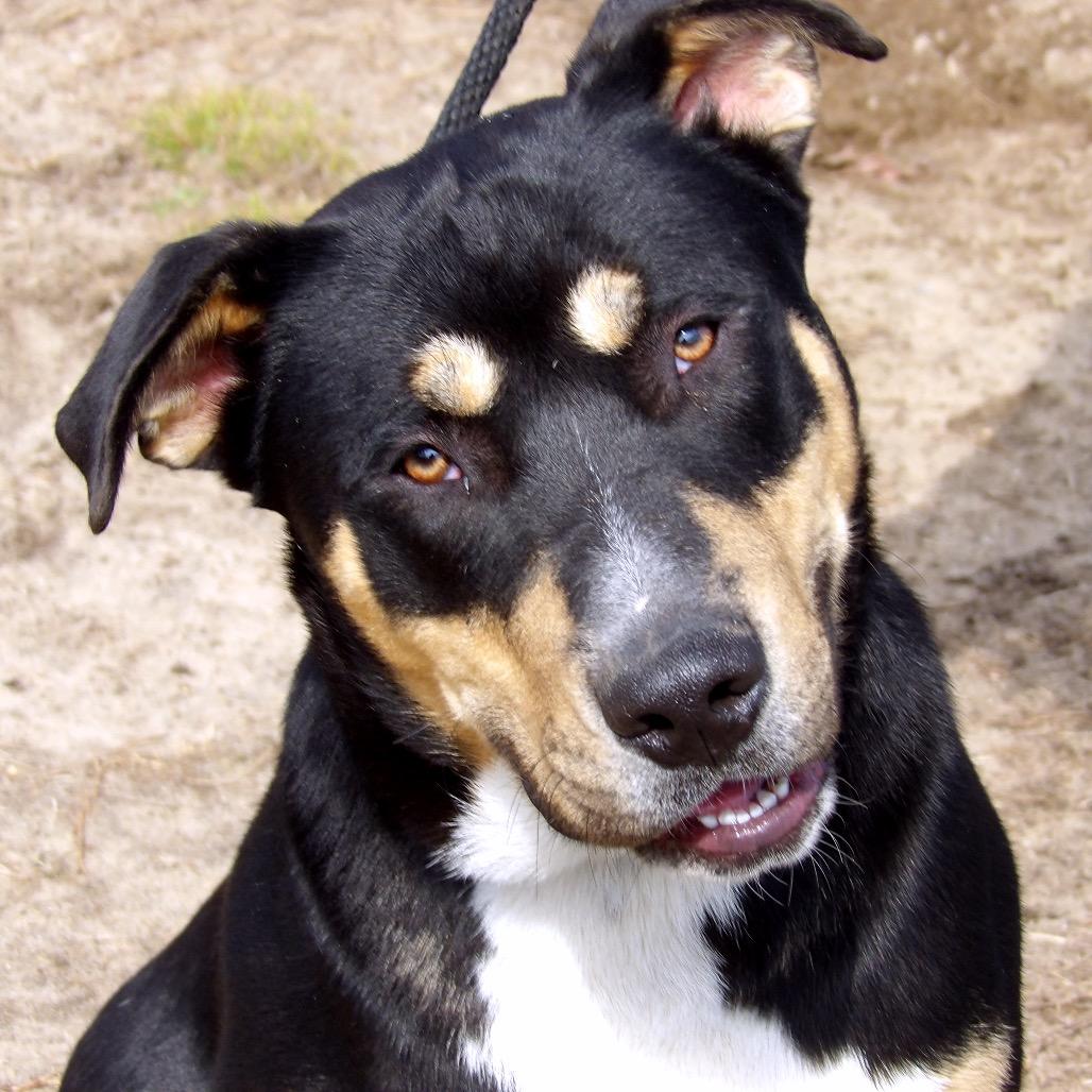 Enlarge Air, a Adoptable Mixed Breed in Vineland, NJ image 2/4