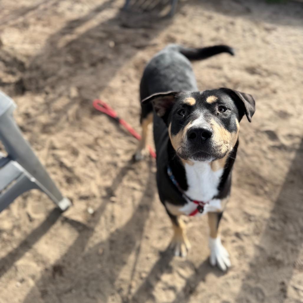 Air, Adoptable, Young Male Mixed Breed.