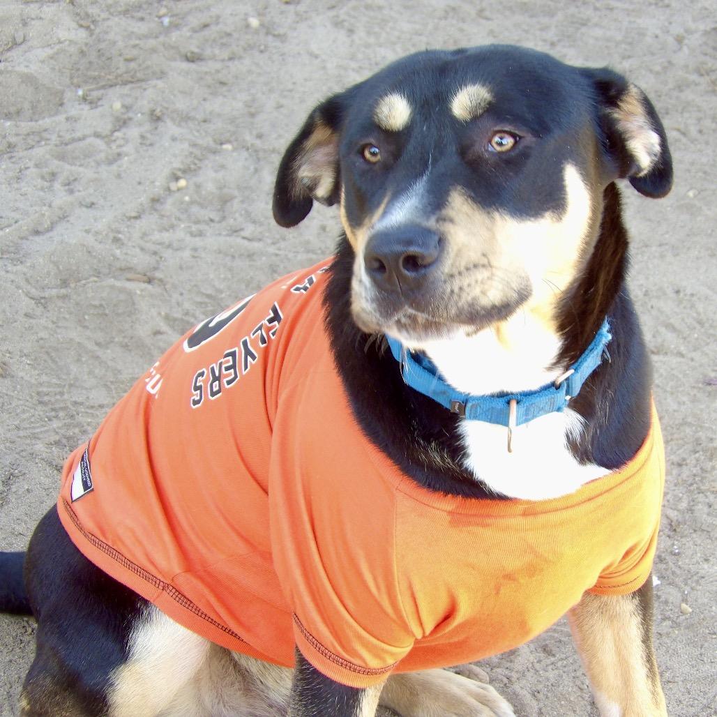 Enlarge Air, a Adoptable Mixed Breed in Vineland, NJ image 2/4