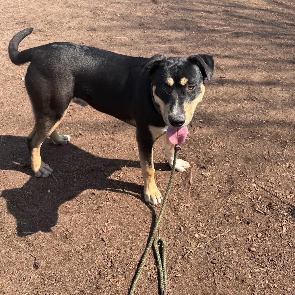 Enlarge Air, a Adoptable Mixed Breed in Vineland, NJ image 4/4