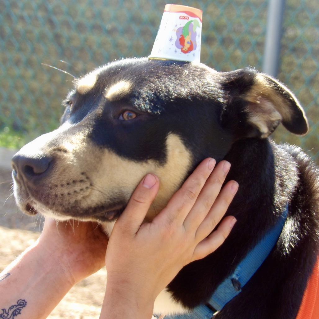 Enlarge Air, a Adoptable Mixed Breed in Vineland, NJ image 3/4
