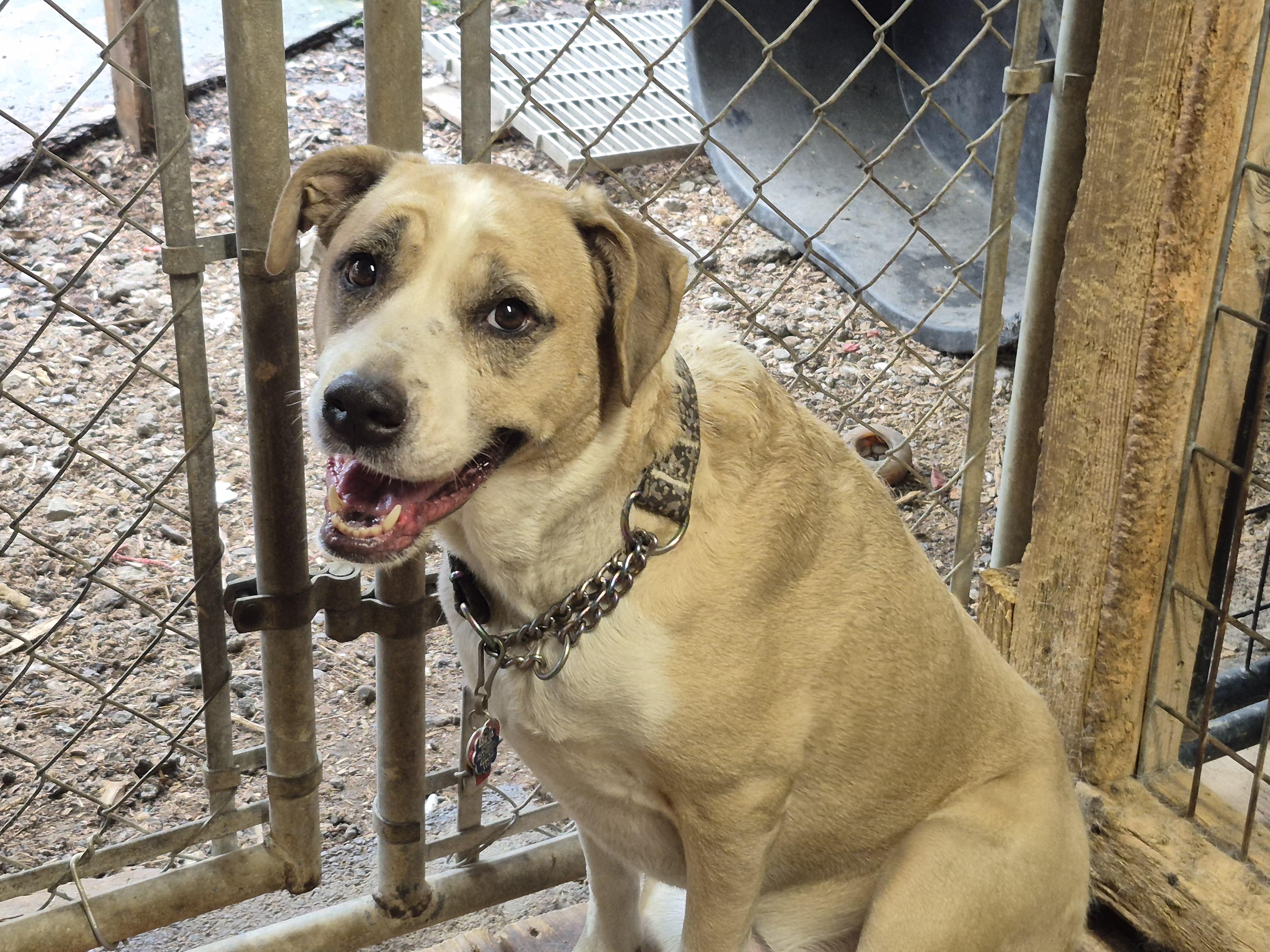 Sadie, Adopted, Adult Female Hound.