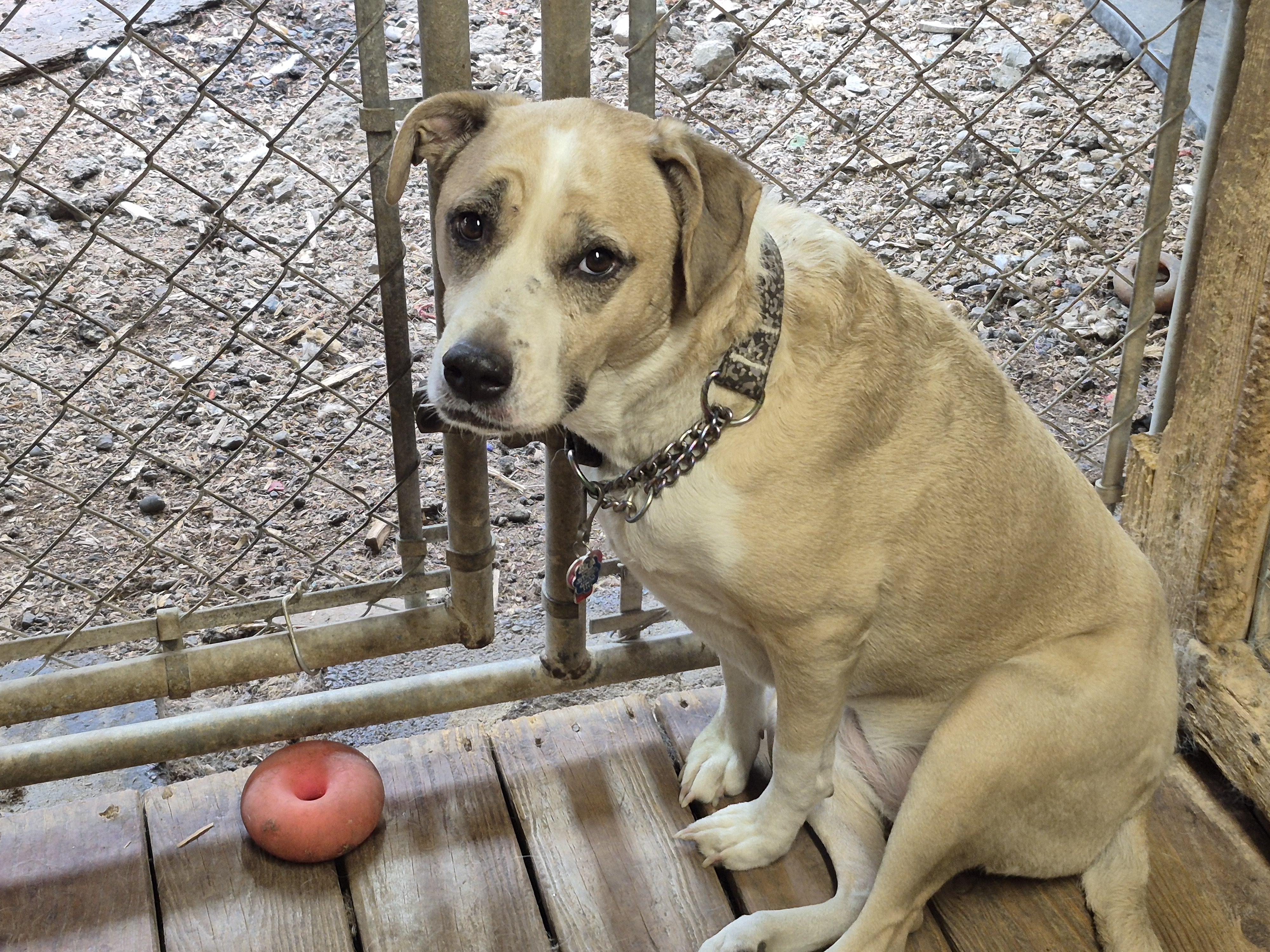 Enlarge Sadie, a Adopted mixed breed in Plum, PA image 2/4