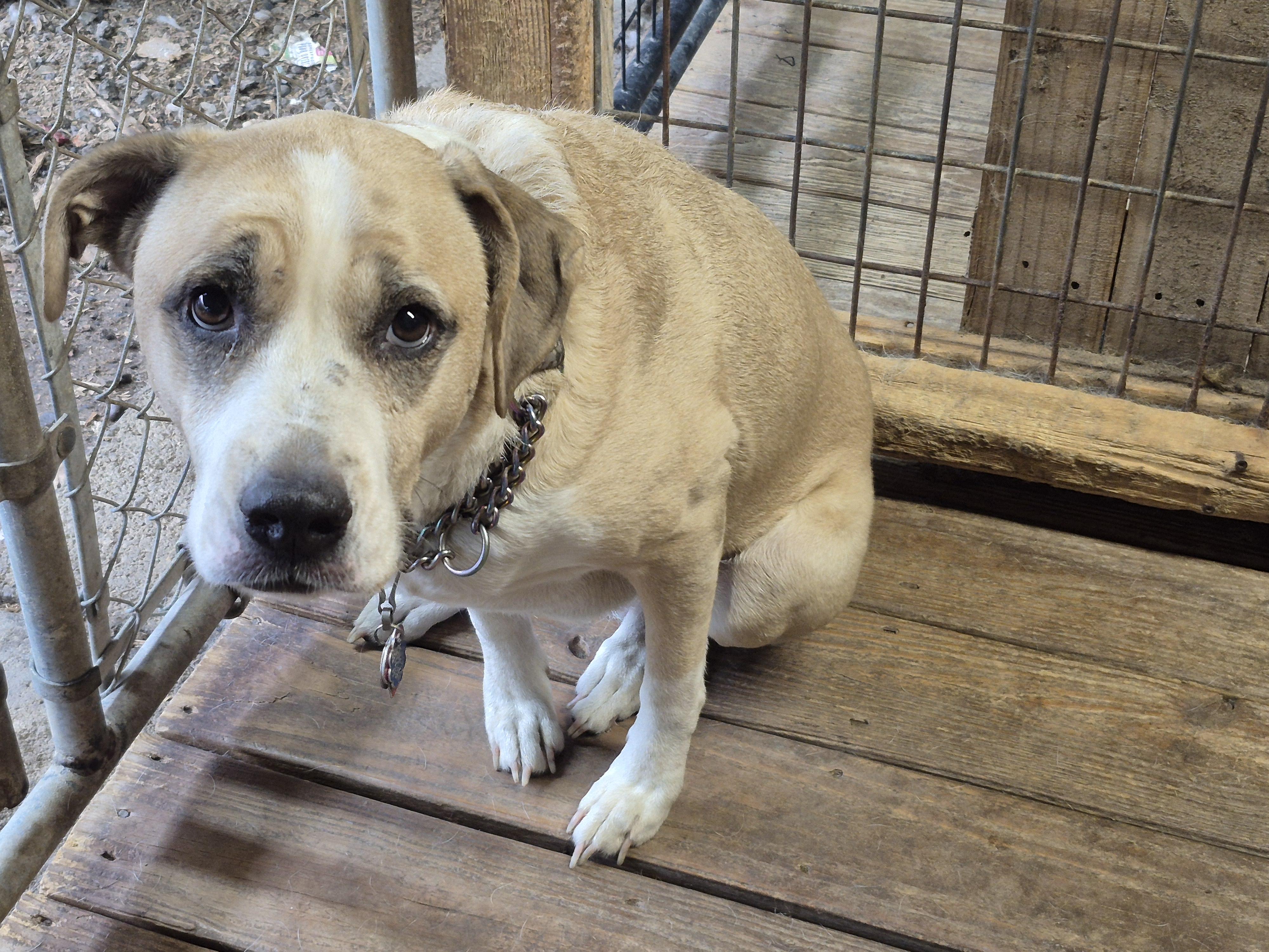Enlarge Sadie, a Adopted mixed breed in Plum, PA image 4/4