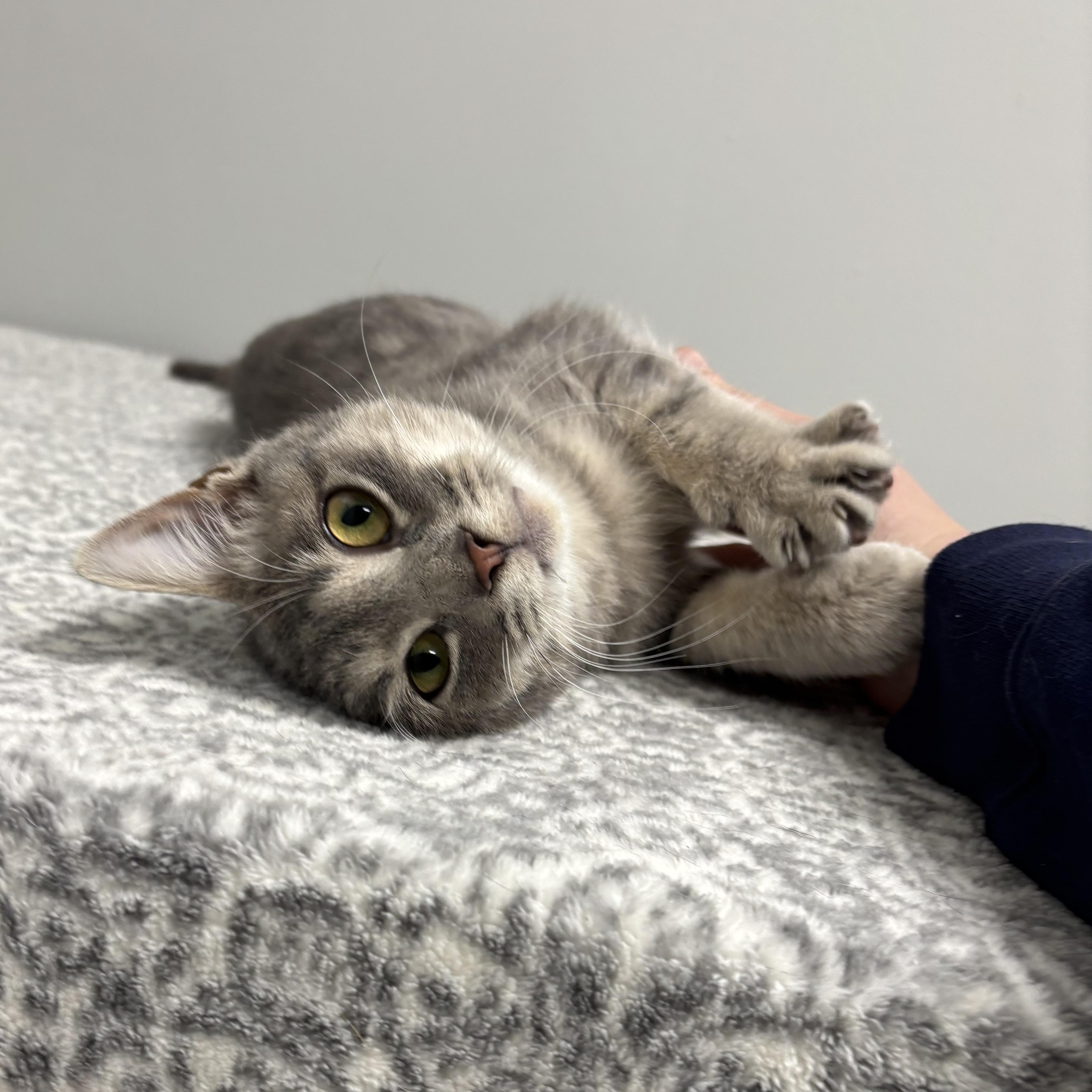 Zest - AT PET SUPPLIES PLUS, LAFAYETTE, adopted, Young Male Domestic Short Hair & American Shorthair.