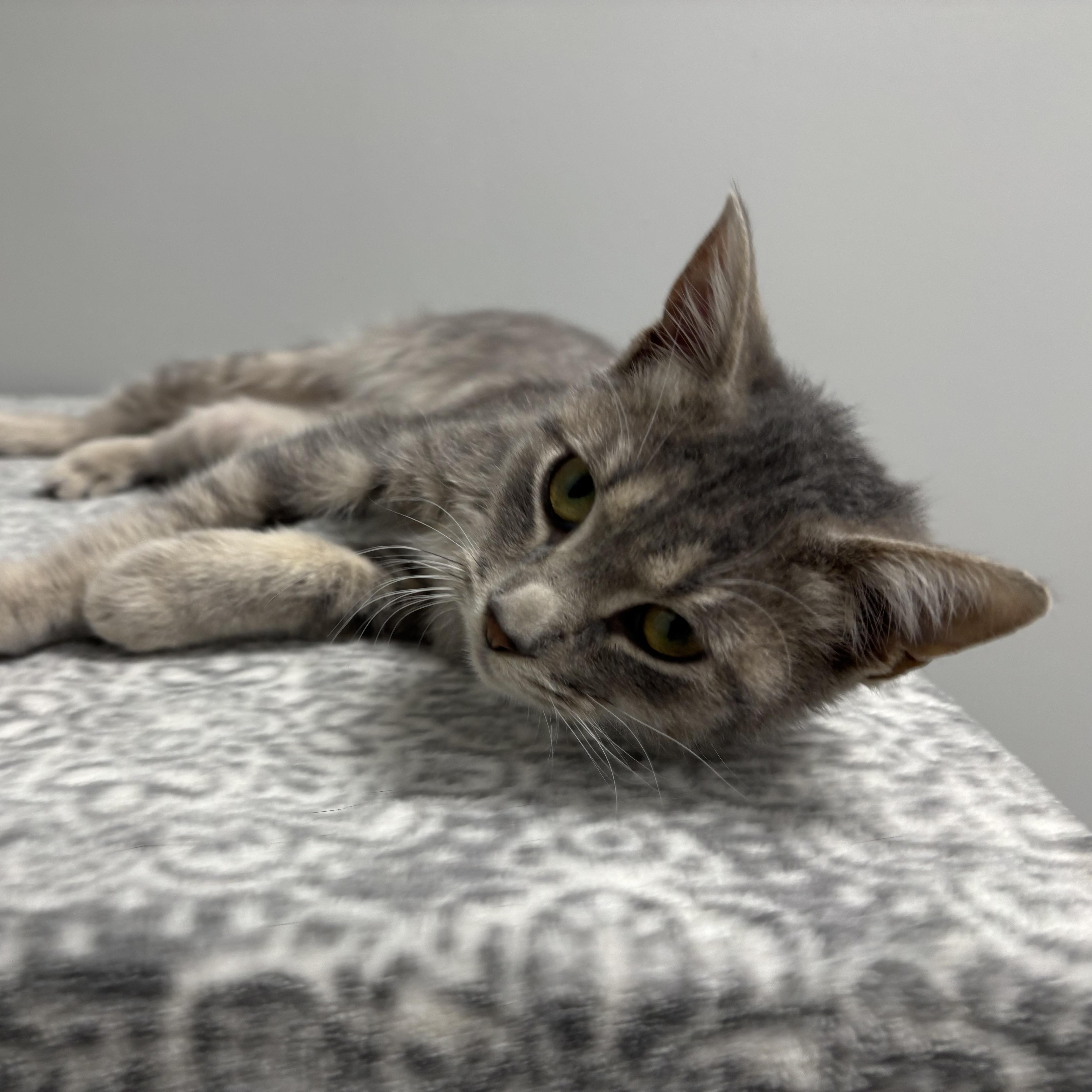 Zest - AT PET SUPPLIES PLUS, LAFAYETTE, an adopted mixed breed in Frankfort, IN image 3/5