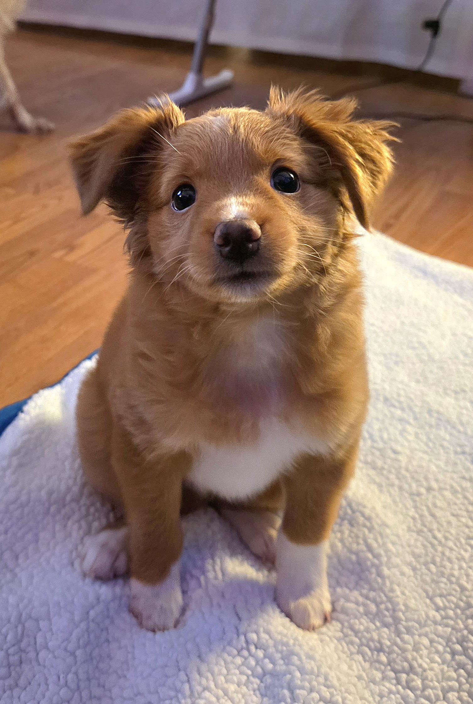 Pot Roast, Adopted, Puppy Male Chihuahua.