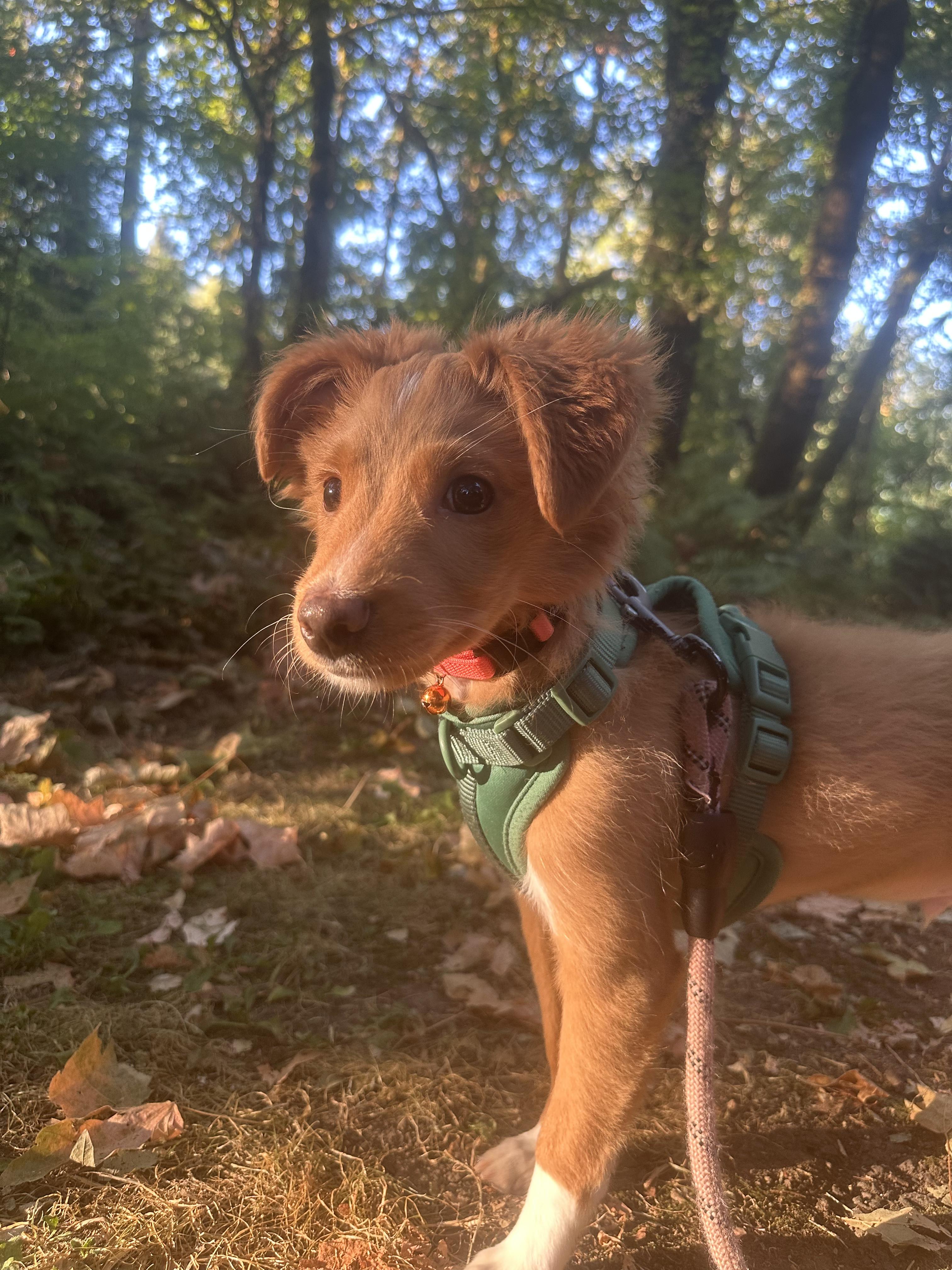Enlarge Pot Roast, a Adopted mixed breed in Beaverton, OR image 5/5