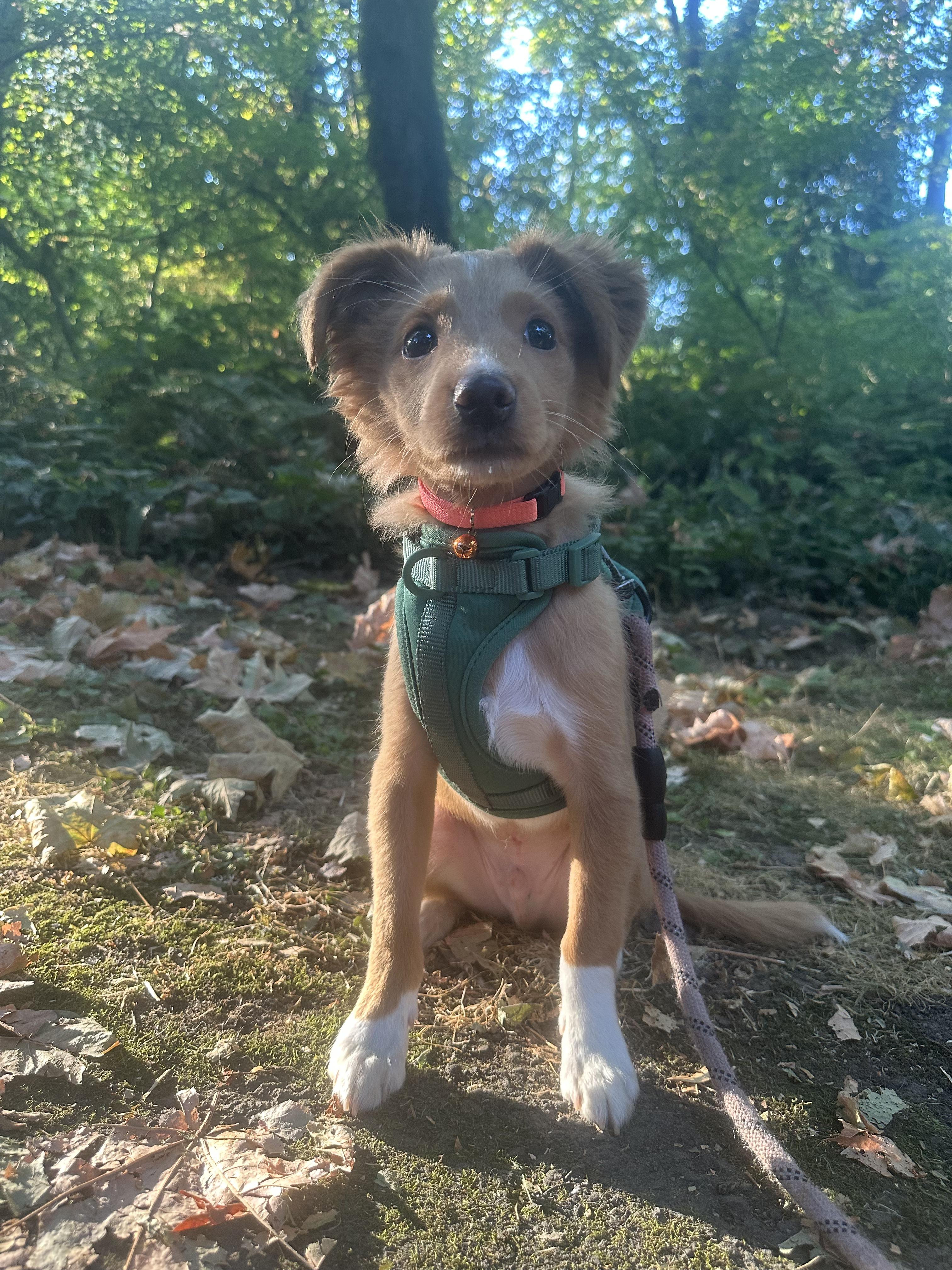 Enlarge Pot Roast, a Adopted mixed breed in Beaverton, OR image 3/5