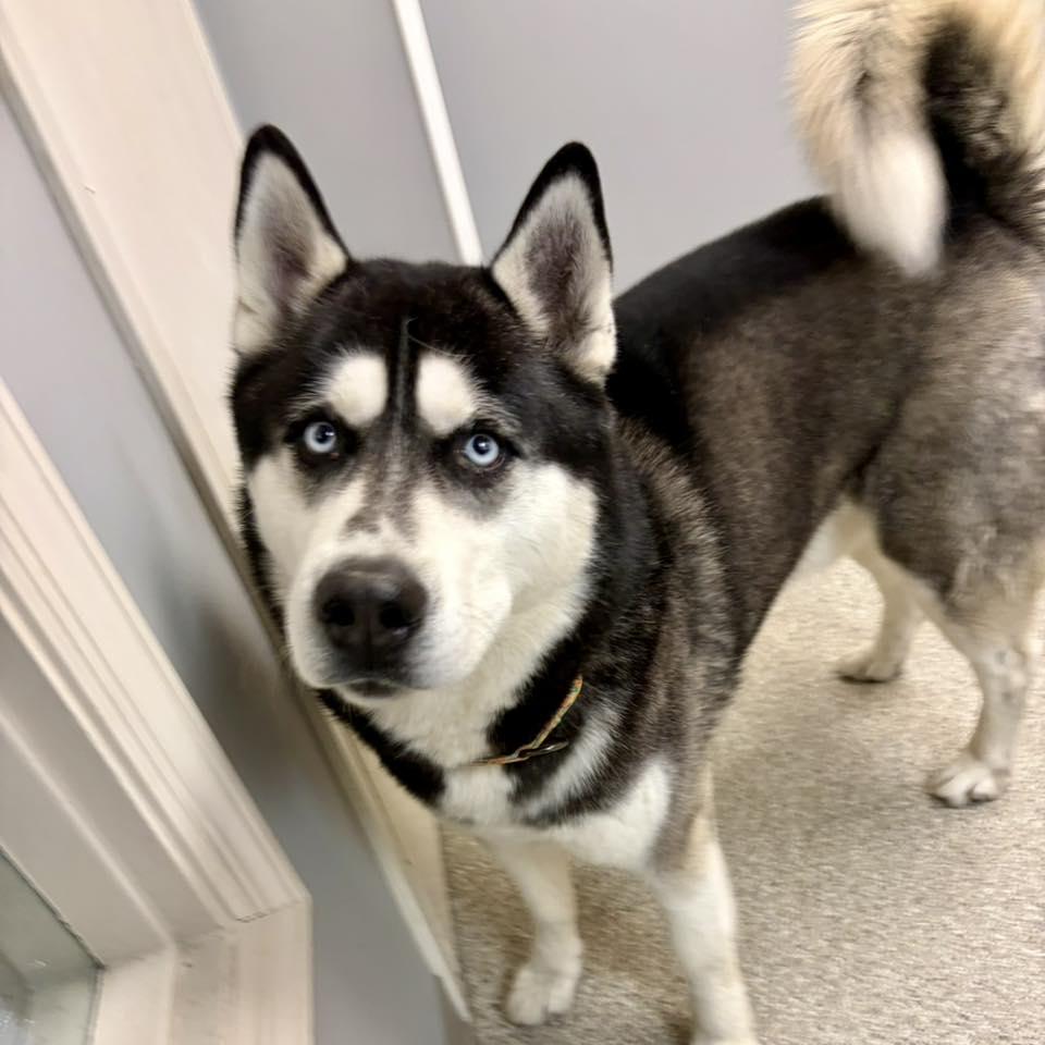 Enlarge Toby, a ADOPTABLE Husky in Whitehall, PA image 1/3