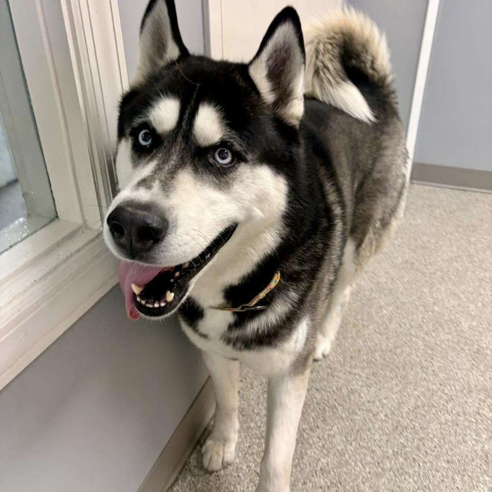 Enlarge Toby, a ADOPTABLE Husky in Whitehall, PA image 2/3