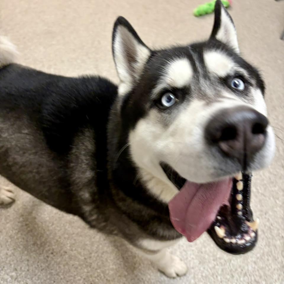 Enlarge Toby, a ADOPTABLE Husky in Whitehall, PA image 3/3