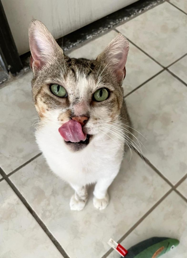 Cat for adoption Pringles, an American Shorthair & Domestic Short