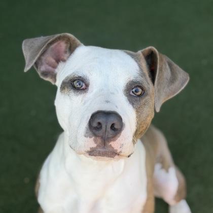 Bandit, Adoptable, Puppy Male Pit Bull Terrier.