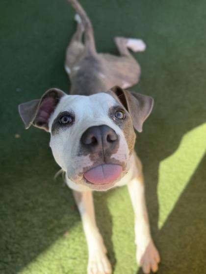 Bandit, a Adoptable mixed breed in Sacramento, CA image 5/5