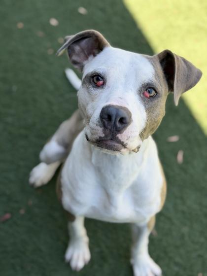 Bandit, a Adoptable mixed breed in Sacramento, CA image 3/5
