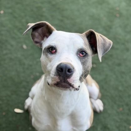 Bandit, a Adoptable mixed breed in Sacramento, CA image 2/5