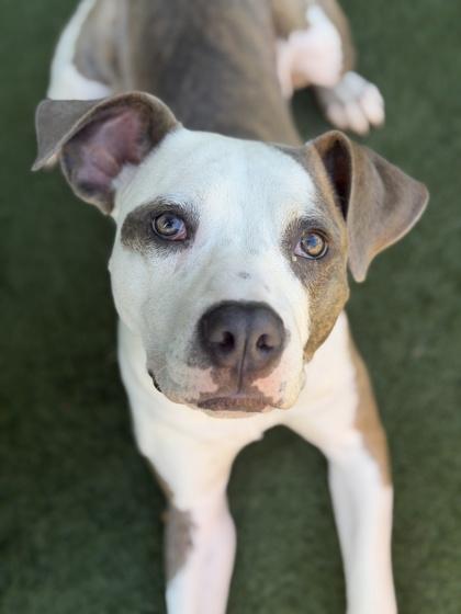 Bandit, a Adoptable mixed breed in Sacramento, CA image 4/5