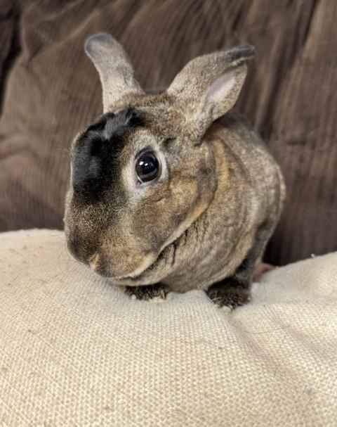 Enlarge Mikey, a Adoptable Mini Rex in Westerville, OH image 3/5