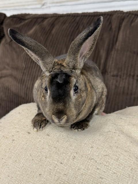 Enlarge Mikey, a Adoptable Mini Rex in Westerville, OH image 2/5