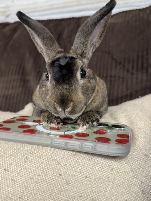 Mikey, Adoptable, Young Male Mini Rex.