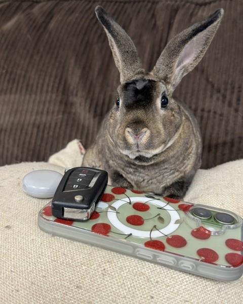Enlarge Mikey, a Adoptable Mini Rex in Westerville, OH image 5/5