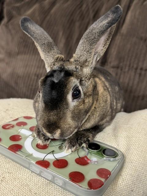 Enlarge Mikey, a Adoptable Mini Rex in Westerville, OH image 4/5