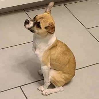 Kirby, a Adopted mixed breed image 2/6