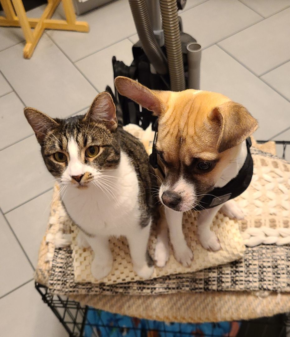 Kirby, a Adopted mixed breed image 3/6