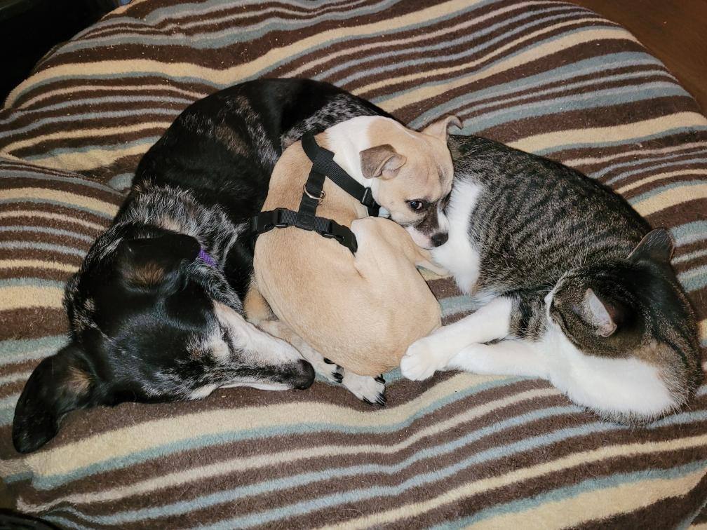 Kirby, a Adopted mixed breed image 4/6