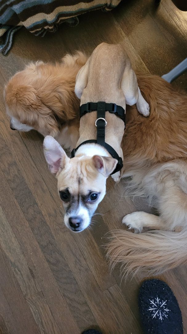 Kirby, a Adopted mixed breed image 5/6