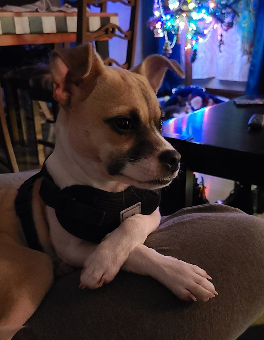 Kirby, a Adopted mixed breed image 6/6