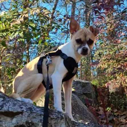 Kirby, a Adopted mixed breed image 1/6