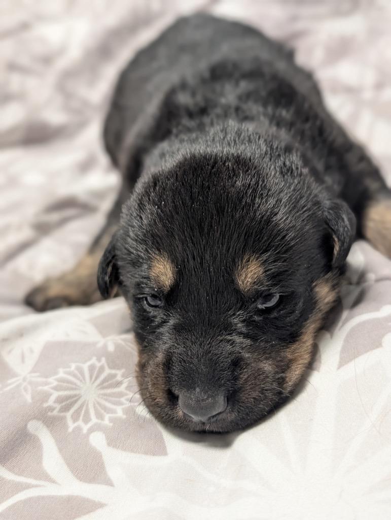 Avalanche - PENDING ADOPTION, Adoptable, Puppy Male Retriever & Shepherd.