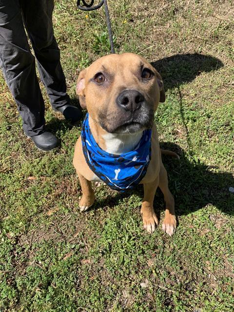 Enlarge CHARTER, a Adoptable mixed breed in Chester, SC image 1/1