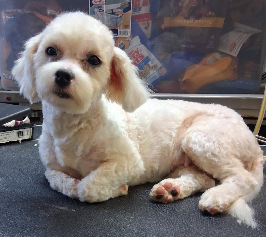 26-100, Adoptable, Adult Female Maltese & Shih Tzu.