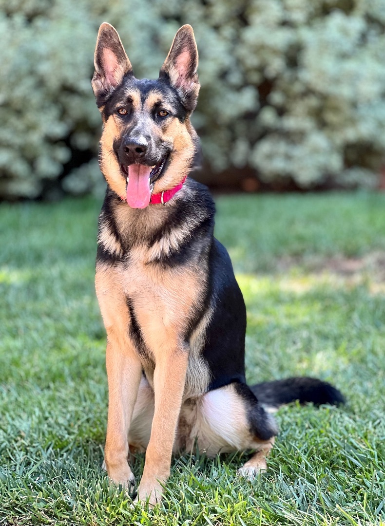 Enlarge Liberty, a Adoptable German Shepherd Dog in San Jose, CA image 1/15