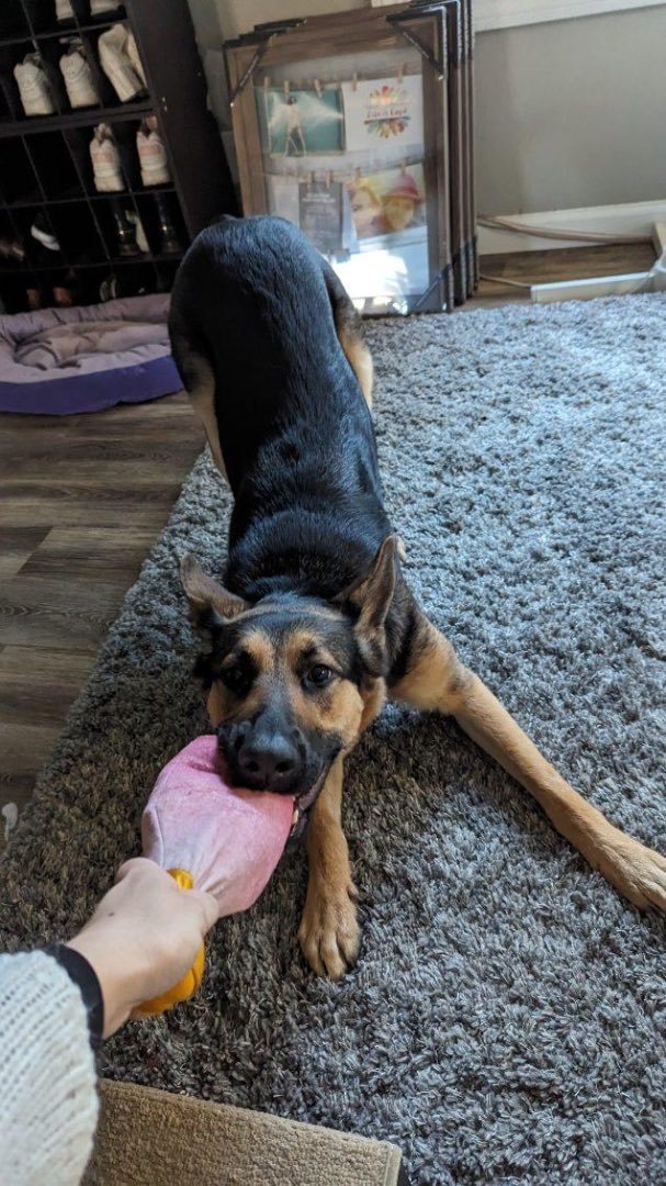 Enlarge Liberty, a Adoptable German Shepherd Dog in San Jose, CA image 2/15