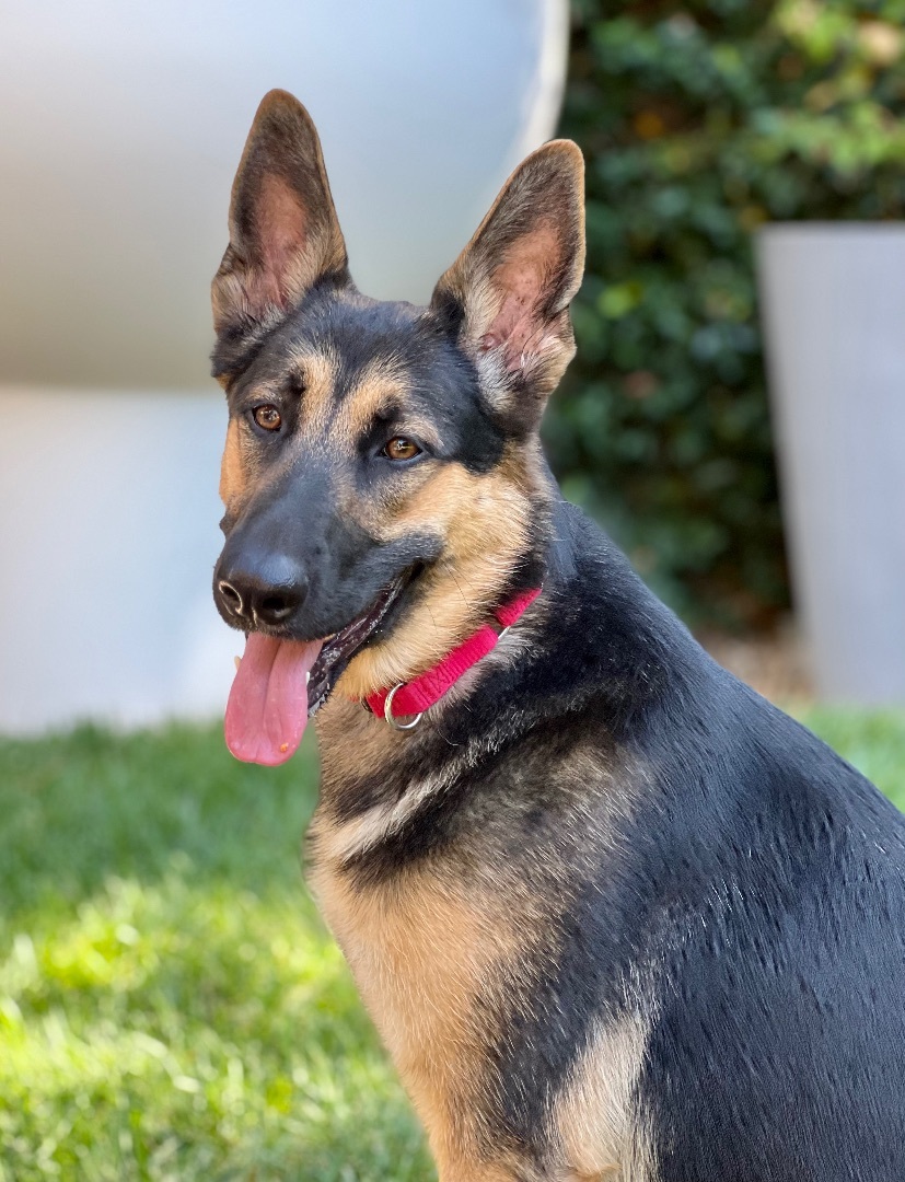Enlarge Liberty, a Adoptable German Shepherd Dog in San Jose, CA image 3/15