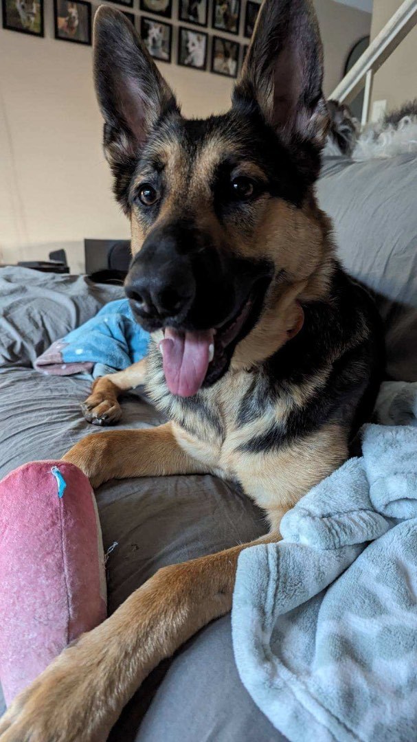 Enlarge Liberty, a Adoptable German Shepherd Dog in San Jose, CA image 4/15