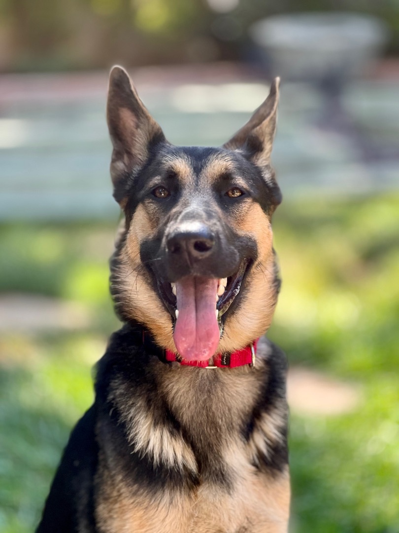 Enlarge Liberty, a Adoptable German Shepherd Dog in San Jose, CA image 5/15