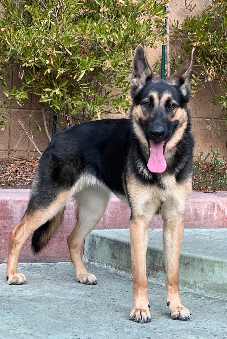 Enlarge Liberty, a Adoptable German Shepherd Dog in San Jose, CA image 6/15