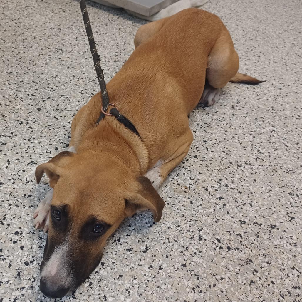 Garlic Parmesan, Adoptable, Young Male Boxer & Black Mouth Cur.