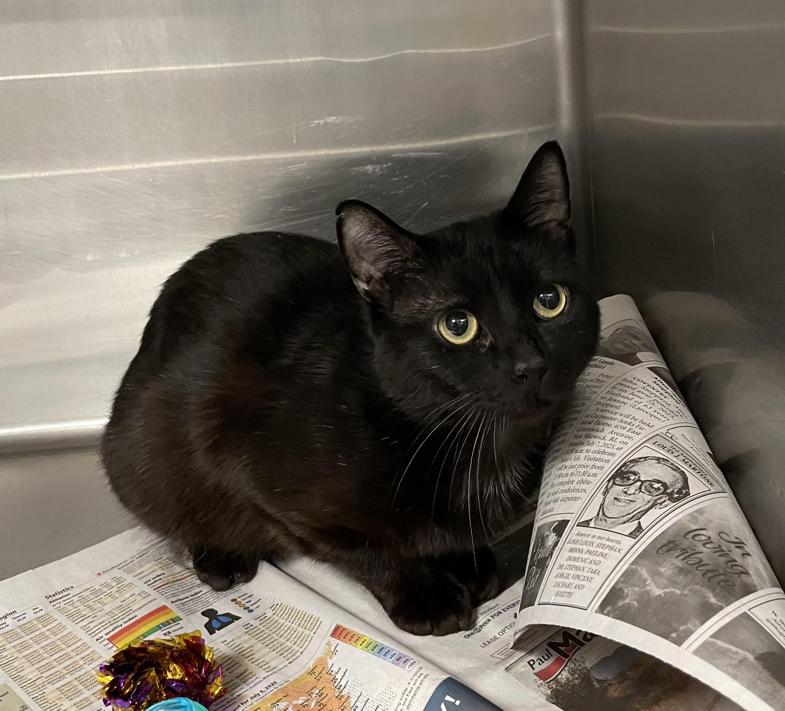 Finch — thumbnail 2