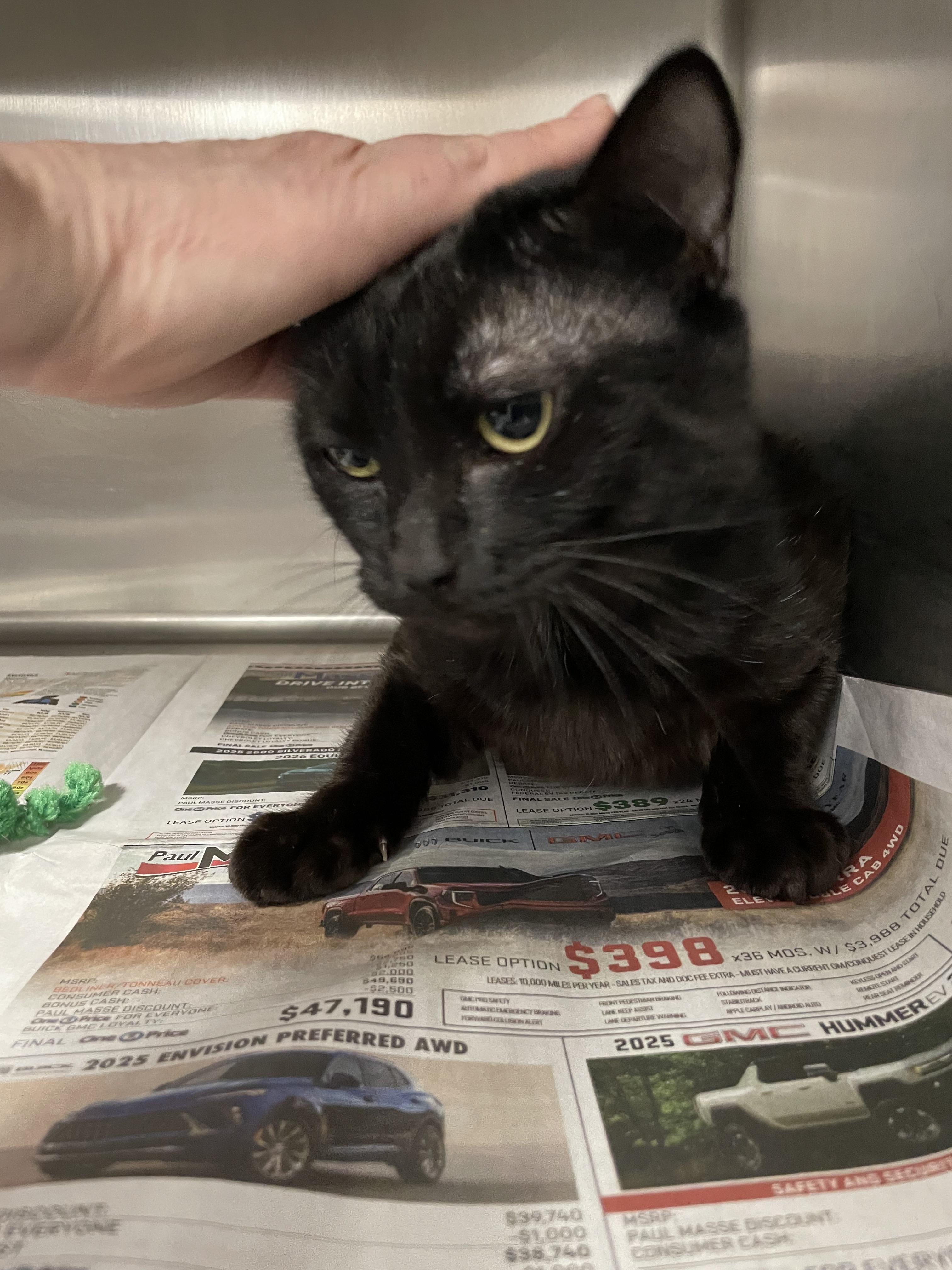 Finch — thumbnail 3