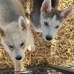 HUSKY/SHEP PUPPIES, Tacoma & Layla, Adoptable, Puppy Male White German Shepherd & Husky.