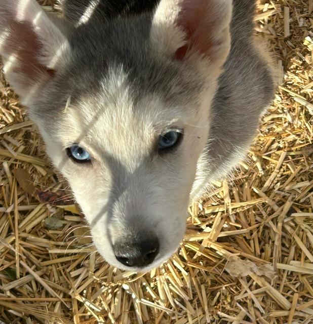 Enlarge HUSKY/SHEP PUPPIES, Tacoma & Layla, a Adoptable mixed breed in Norco, CA image 3/3