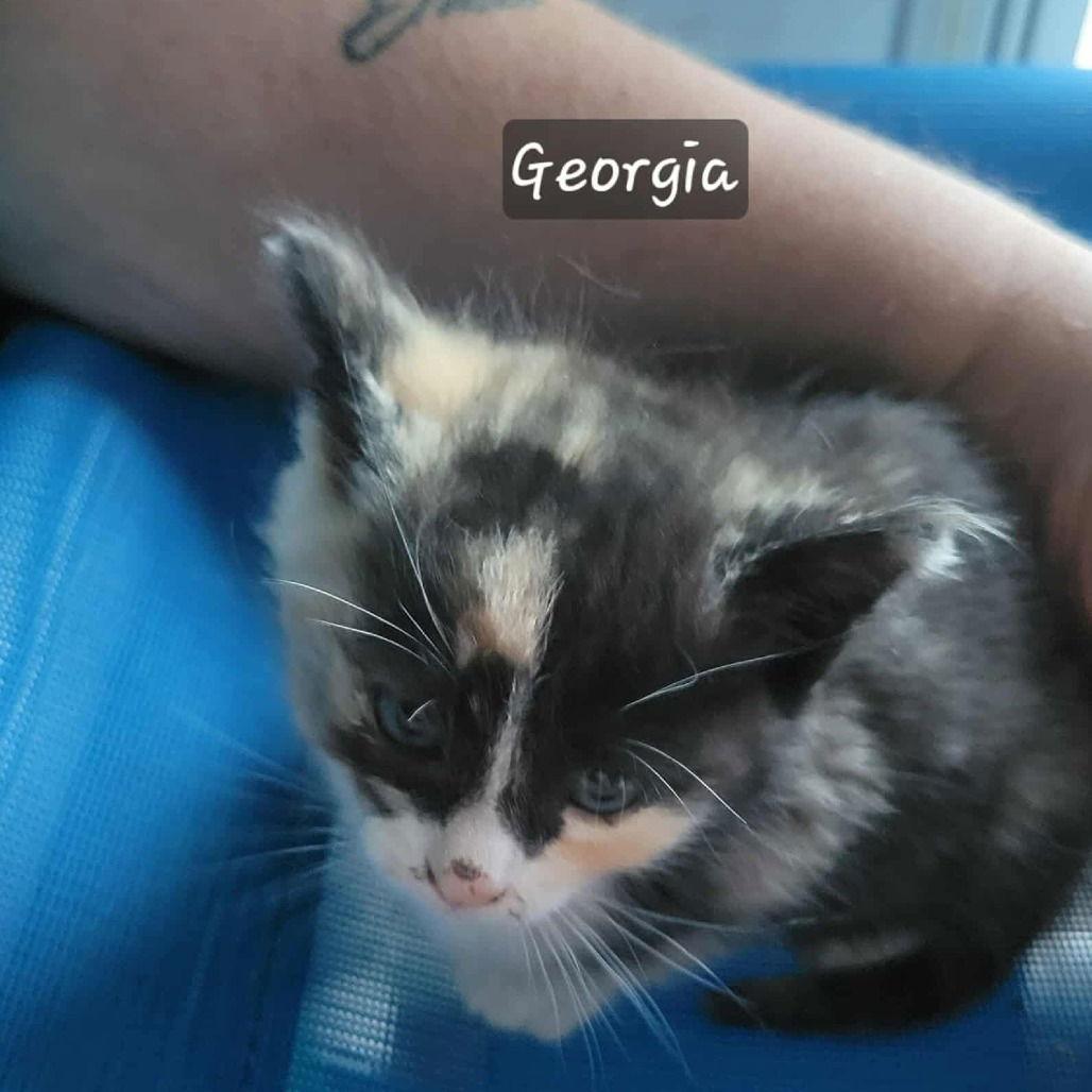 Georgia, Adopted, Young Female Domestic Short Hair.