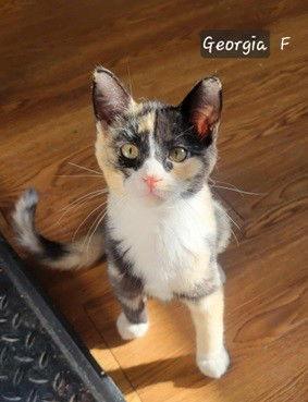 Georgia, a Adopted Domestic Short Hair in Evergreen, CO image 2/2